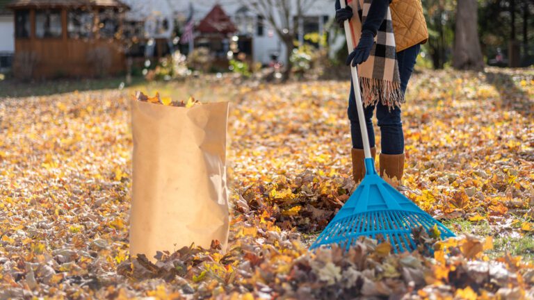 Raking and bagging fall leaves.